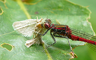 Large Red Damsel (Male, Pyrrhosoma nymphula)